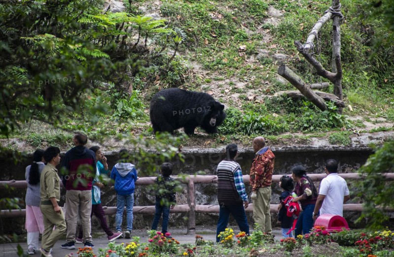 DARJEELING