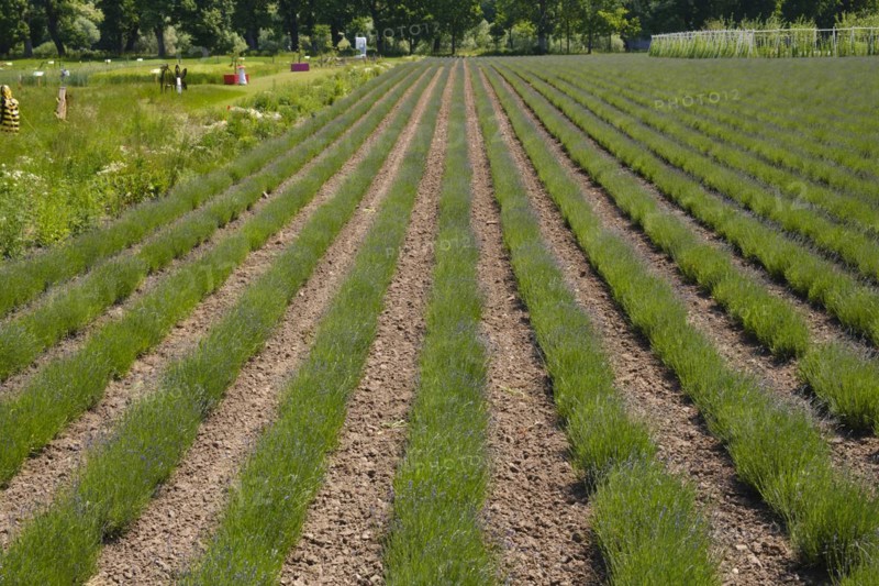 Field with rows of lavender