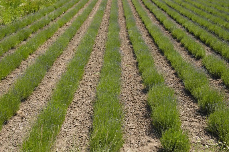 Field with rows of lavender