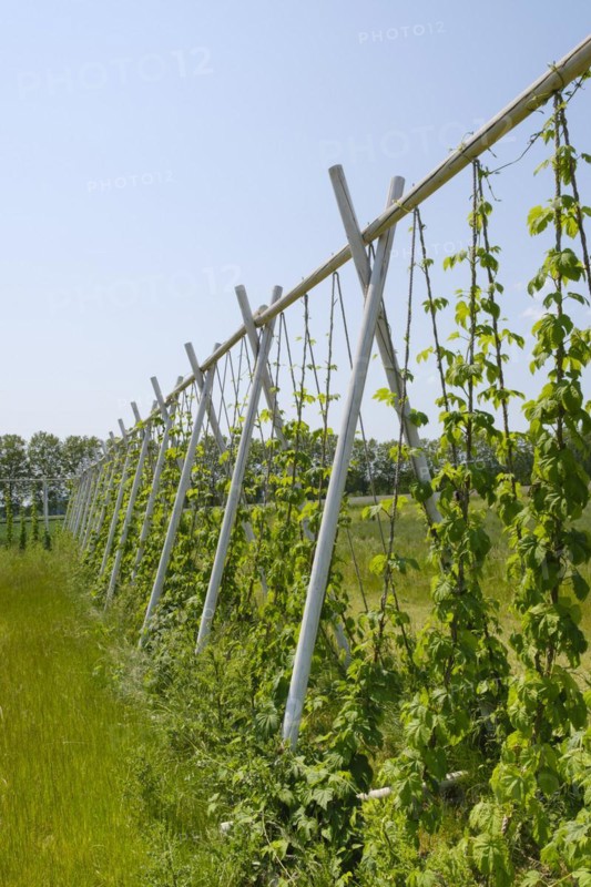 Scaffolding trellis with common hop