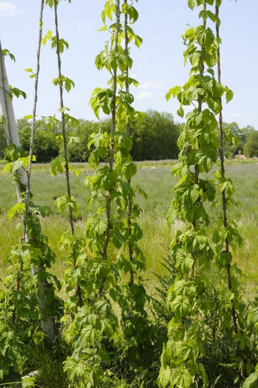 Scaffolding trellis with common hop