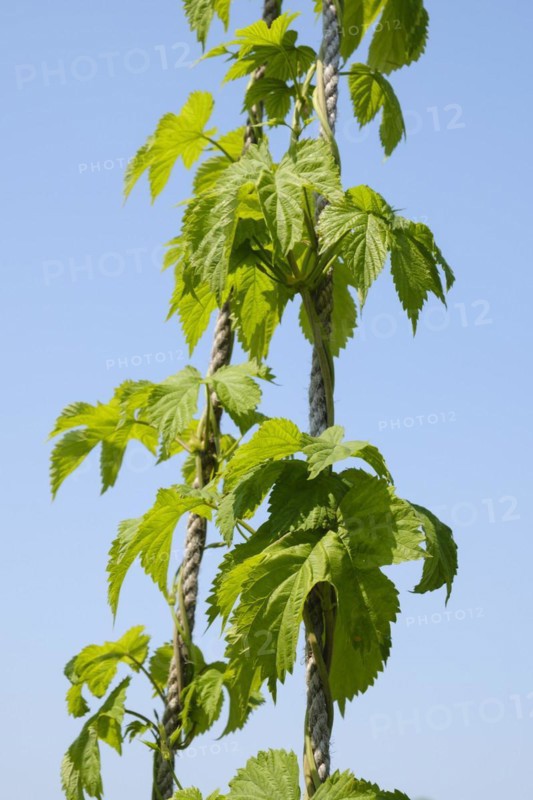 Common hop