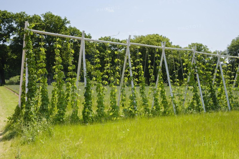 Scaffolding trellis with common hop