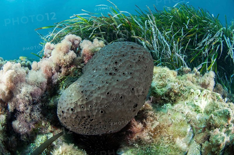 Black leather sponge Sarcotragus spinosulus