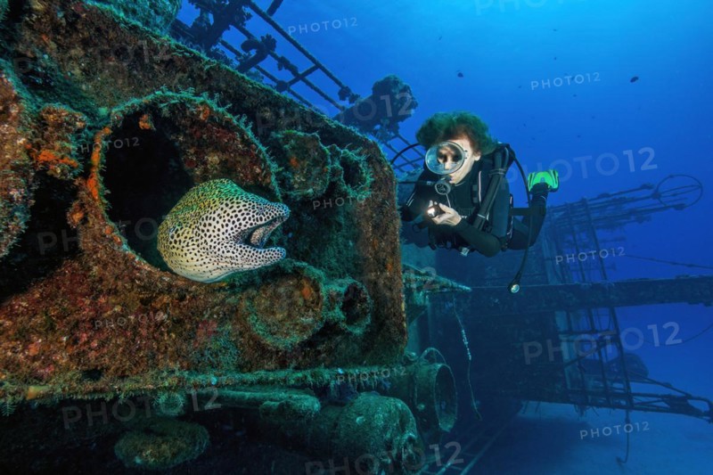 Diver looking closely at moray eel giant moray