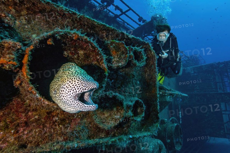 Diver looking at moray eel giant moray