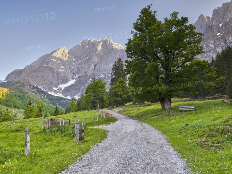 Old lime tree in front of Hochkönig