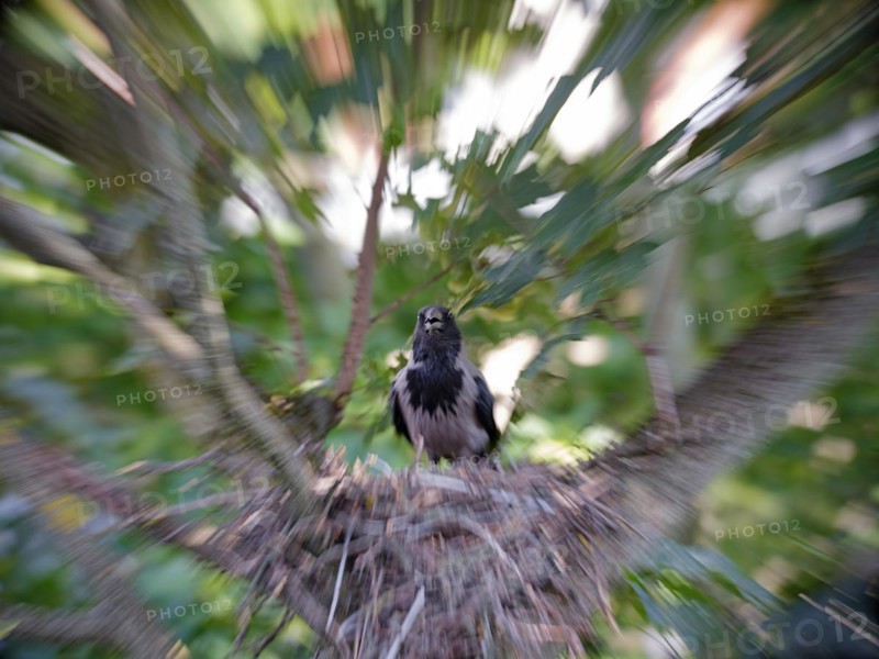 Hooded Crow