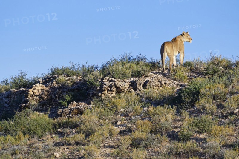 African lion