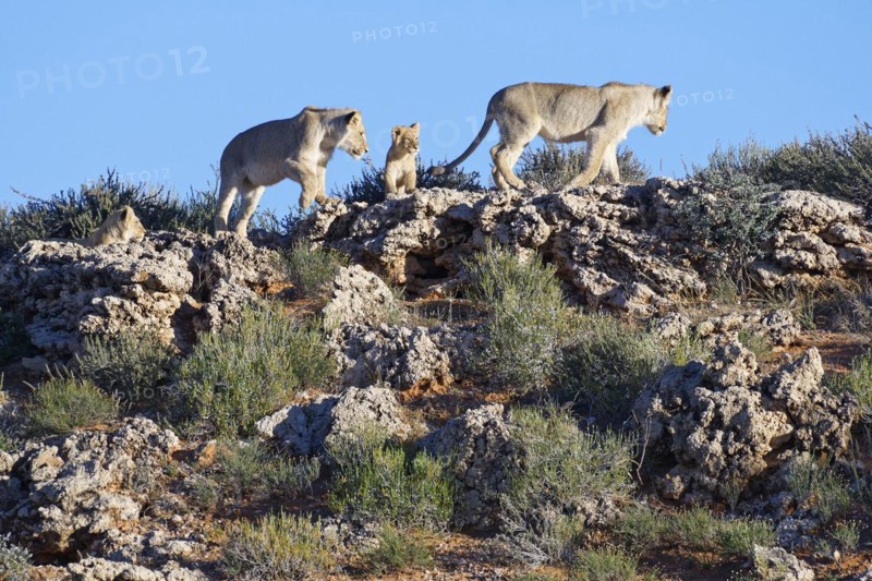 African lions