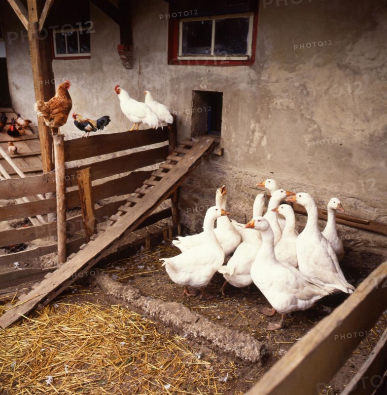 Geese on the farm