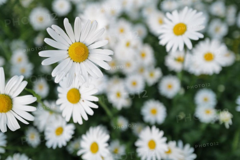 Lovely ox-eye daisies