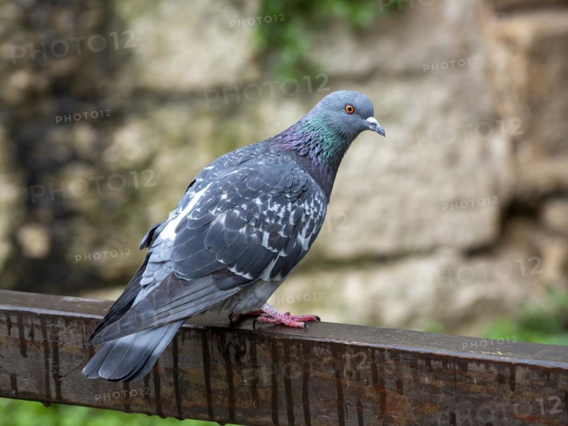 Common wood pigeon