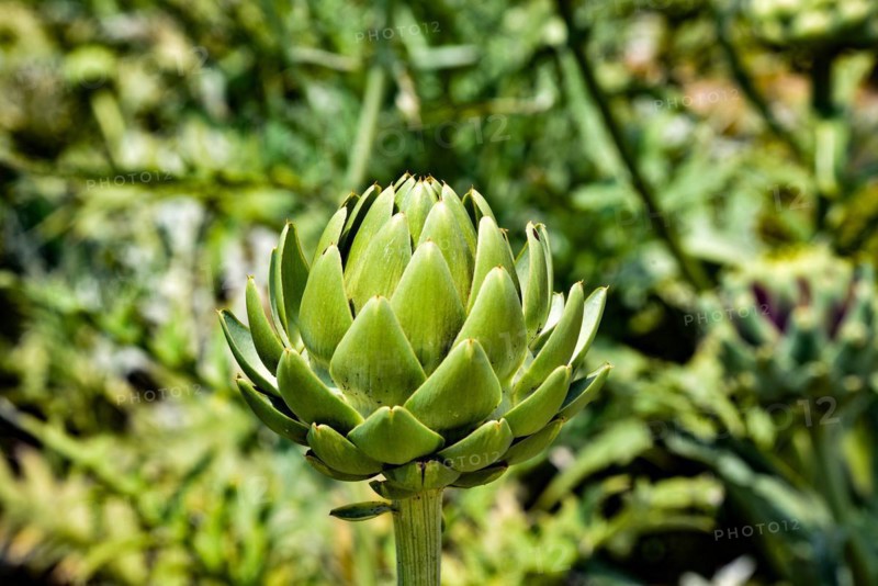 Budding inflorescence of an artichoke