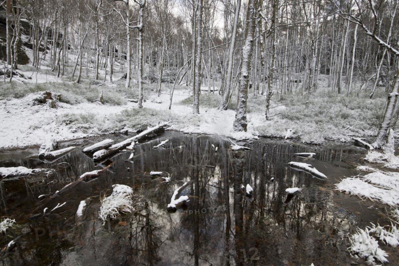 Wintery snowy forest on the Tyssa Walls