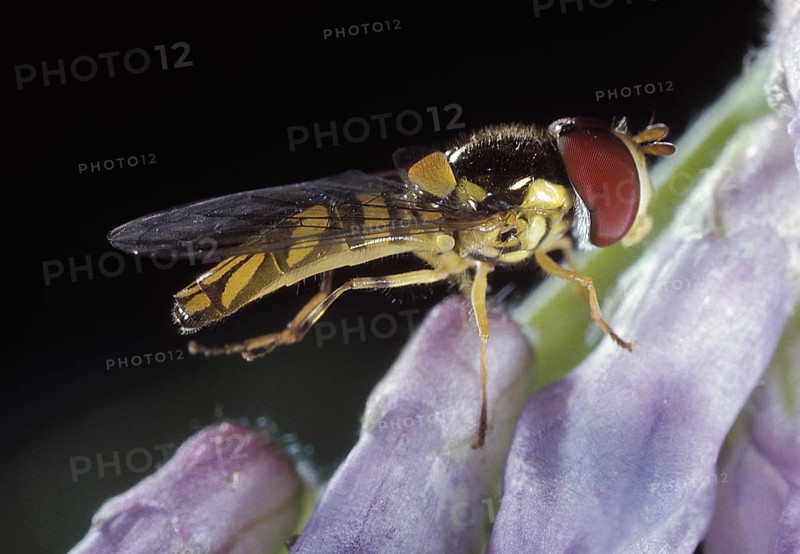 Syrphid Fly