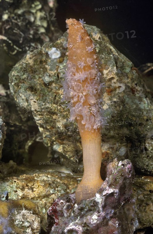 Sea Pen