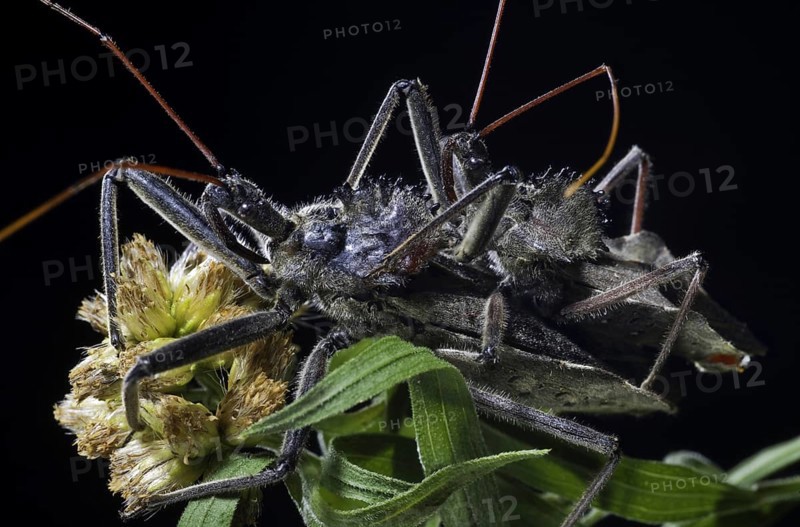 Mating Wheel Bugs