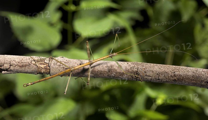 Walking Stick Insect