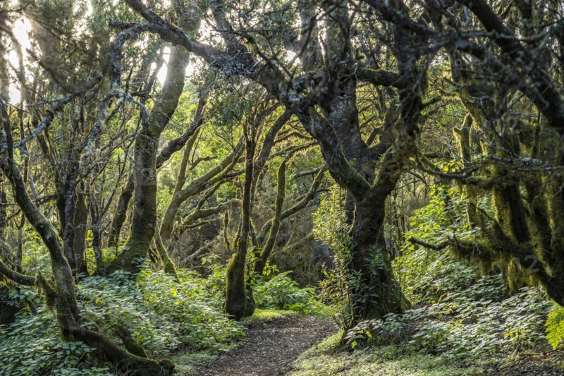 Laurel forest near La Llanía on El Hierro