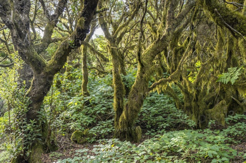 Laurel forest near La Llanía on El Hierro