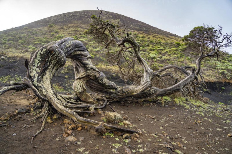 Juniper tree Sabina shaped by the wind near El Sabinar