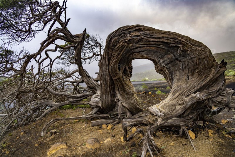 Juniper tree Sabina shaped by the wind near El Sabinar