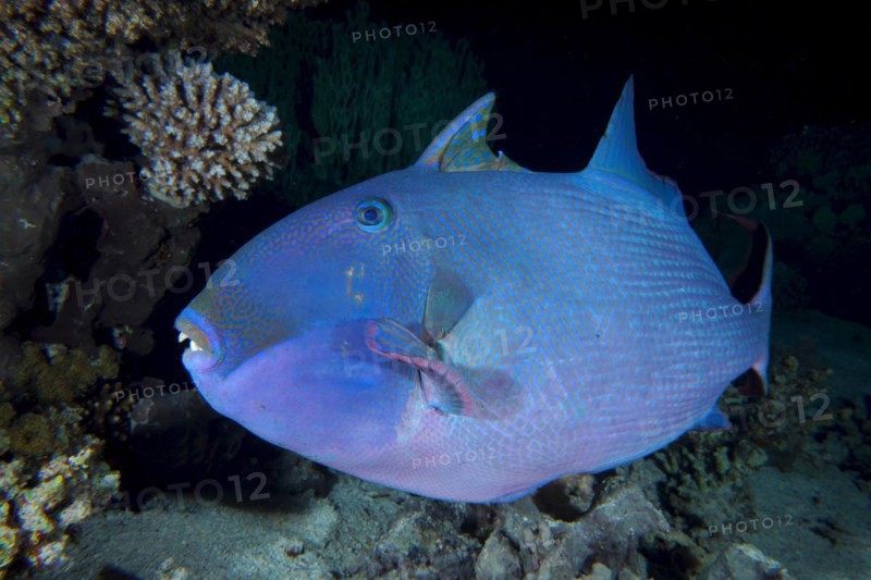 Blue triggerfish