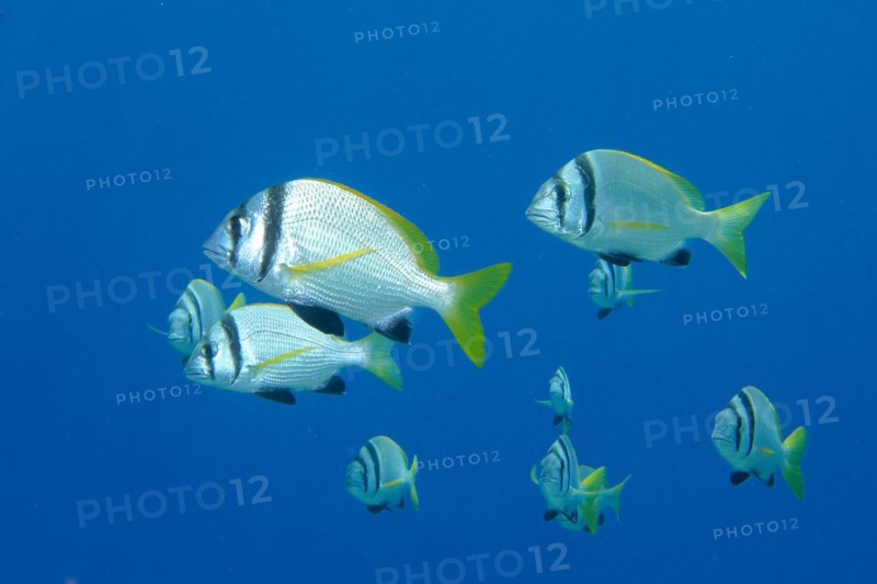 Shoal