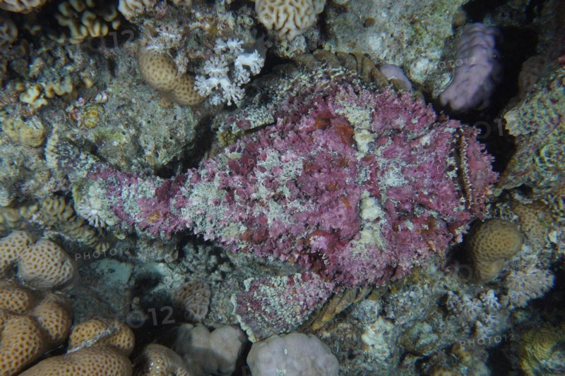 Reef stonefish
