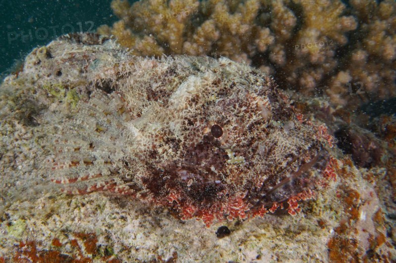 Tassled scorpionfish