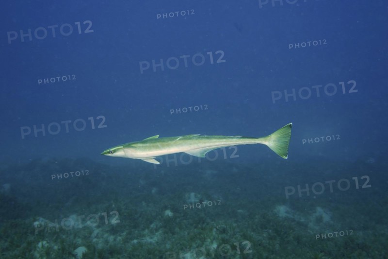 Free floating common remora