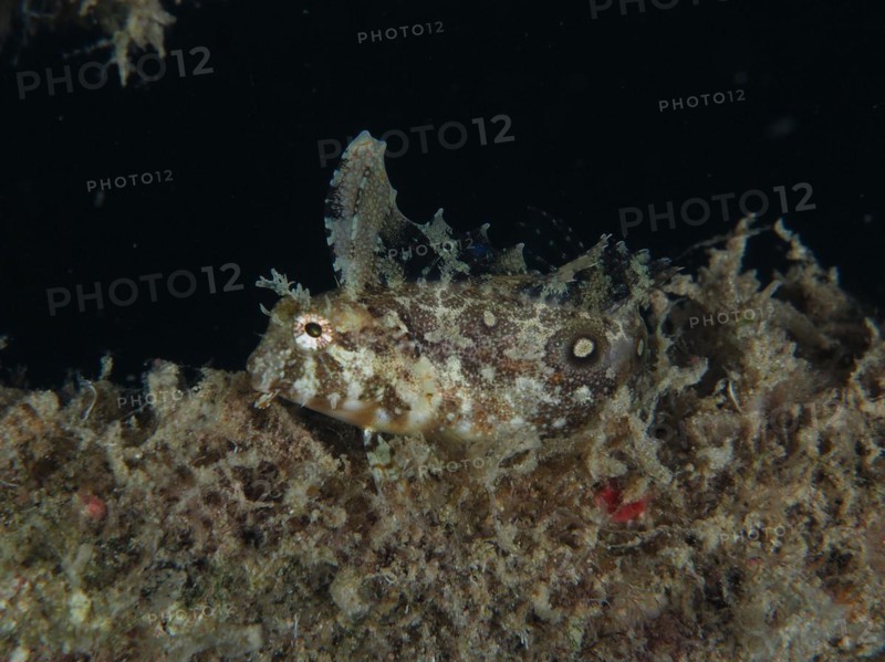 Well camouflaged sabre-tooth blenny