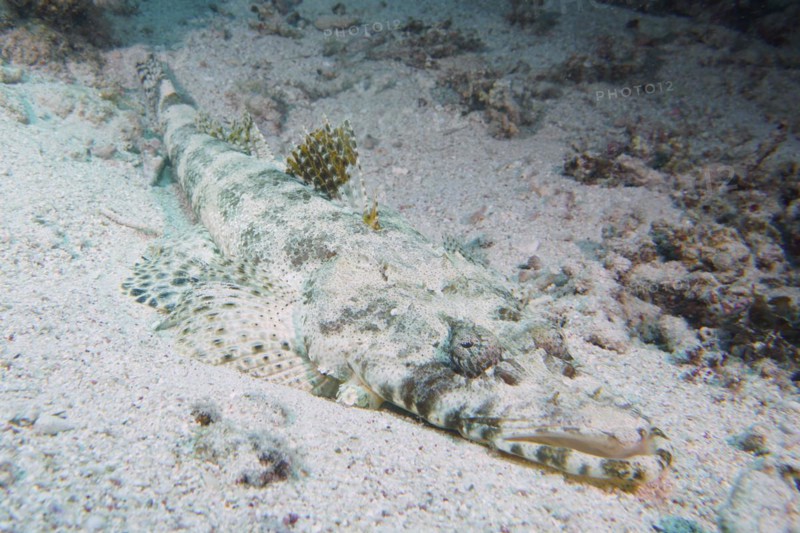 Tentacled flathead