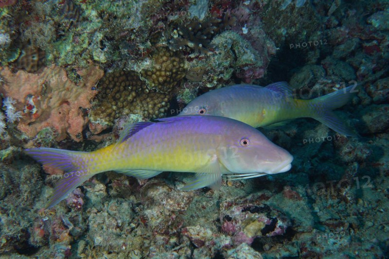 Lemon barb