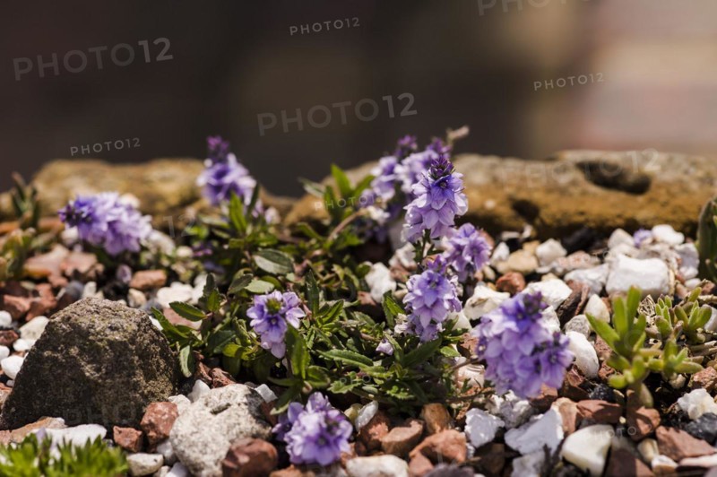 Veronica prostrata Spode Blue Prostrate speedwell