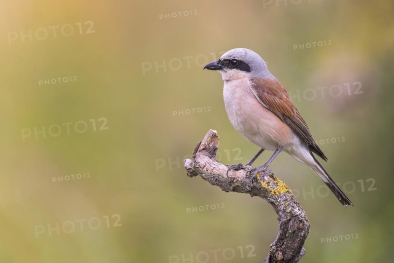 Red-backed Shrike