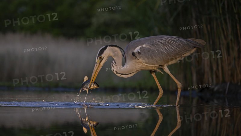 Grey heron