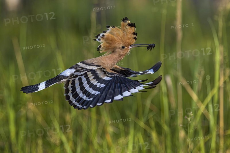 Hoopoe