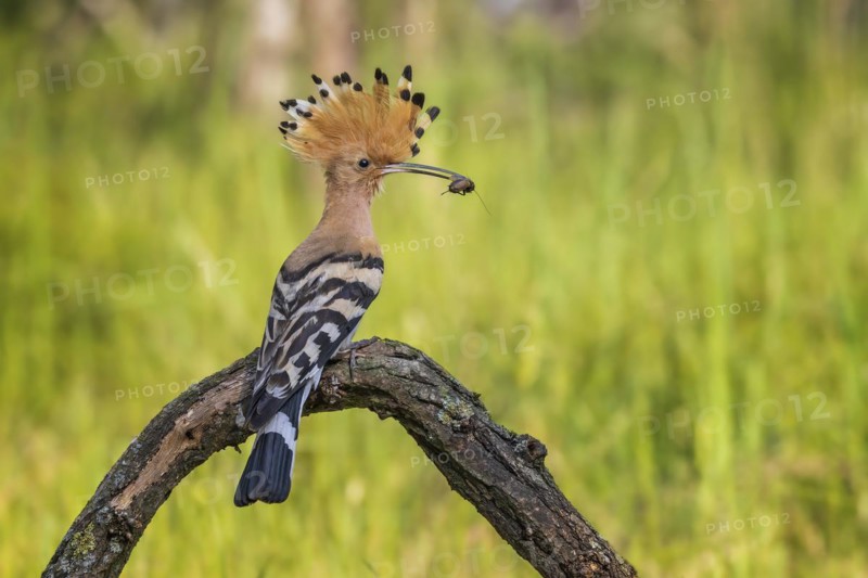 Hoopoe