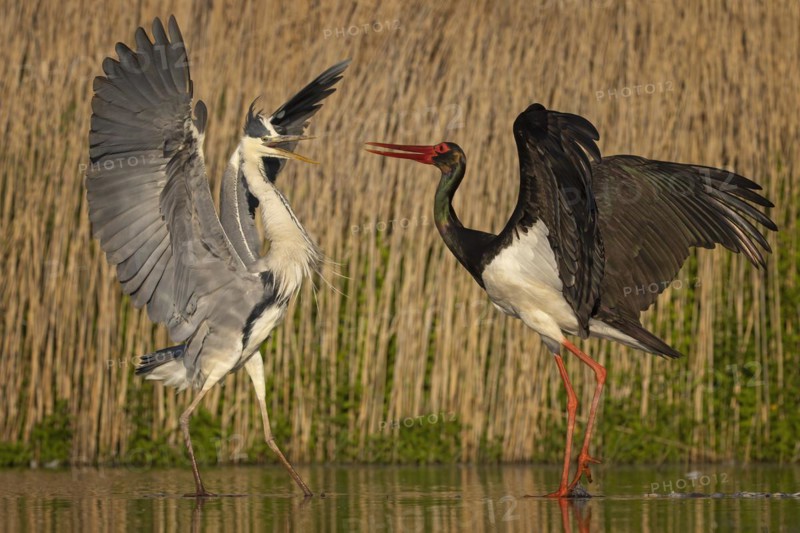 Grey heron