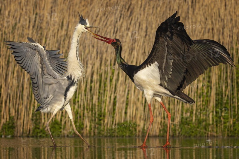 Grey heron
