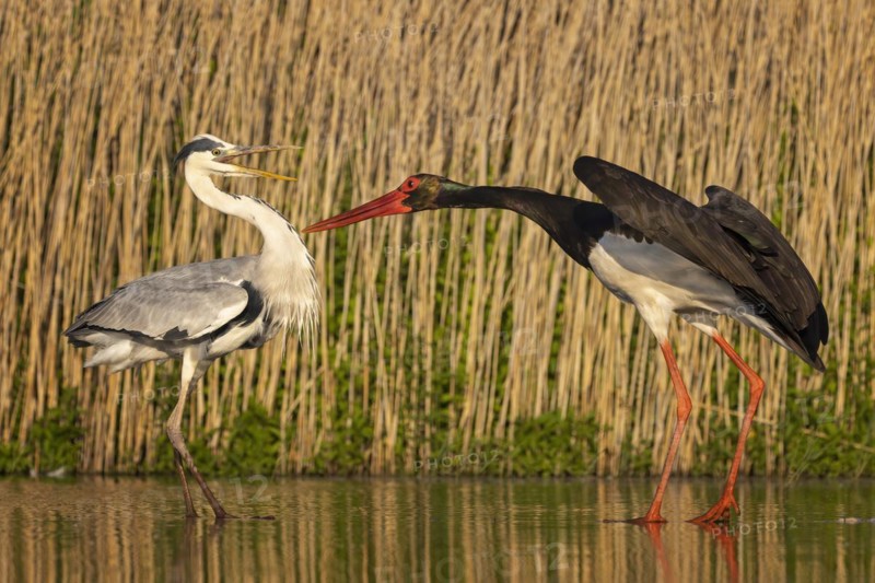 Grey heron