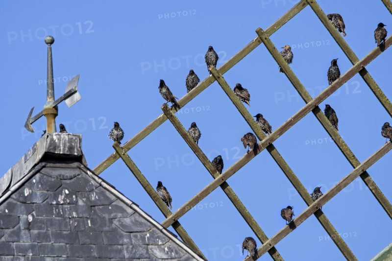 Common starlings