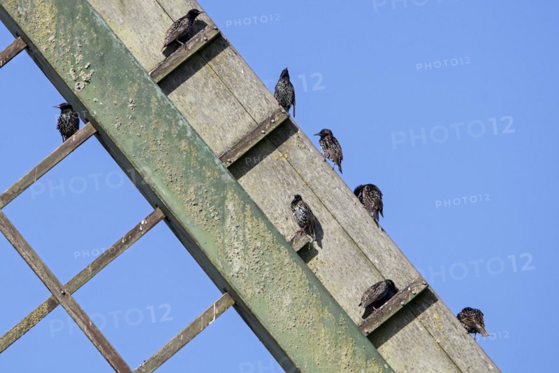 Common starlings