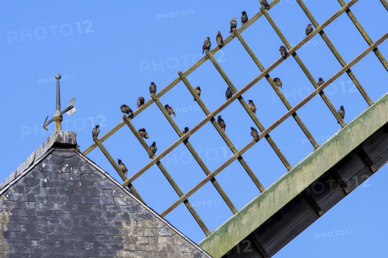 Common starlings