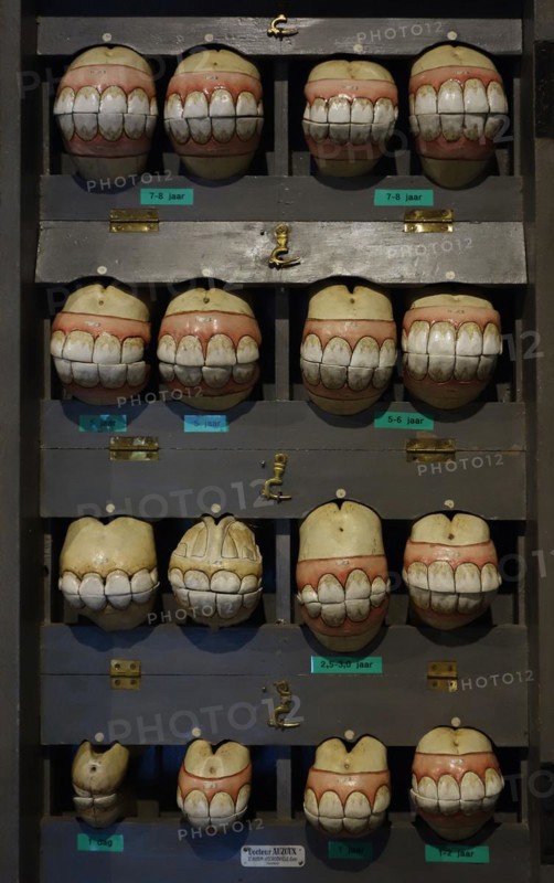 Wooden box with replicas of horses' set of teeth of all age development stages as help for aging horses