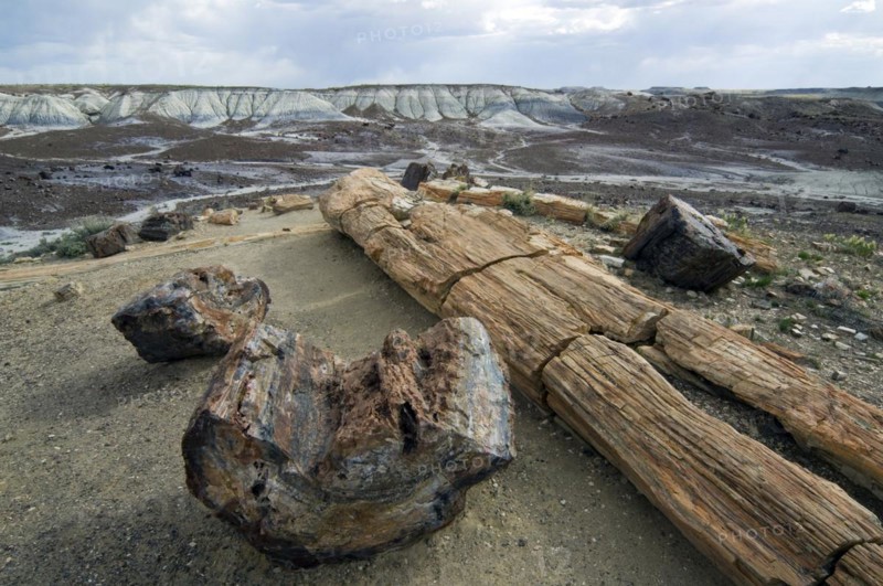 Broken petrified logs exposed by erosion