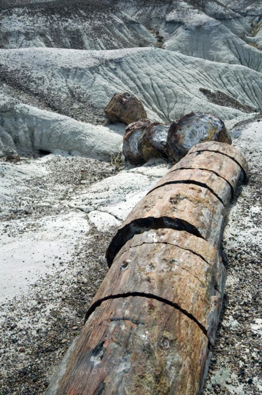 Broken petrified logs exposed by erosion