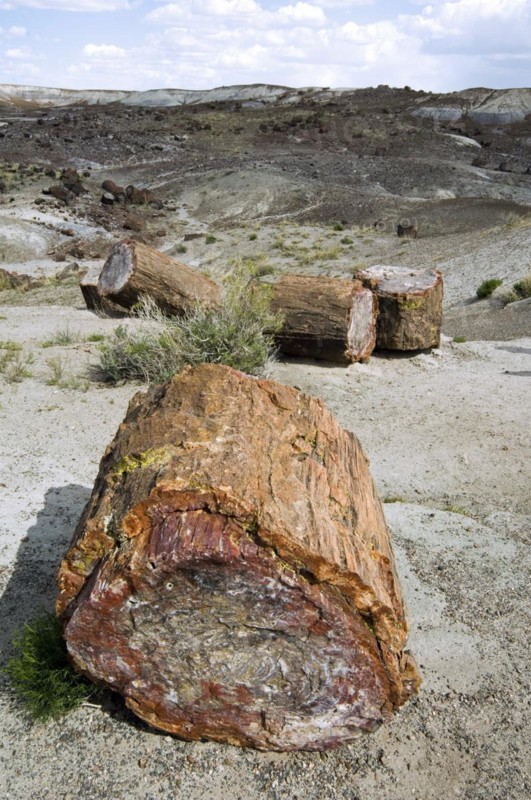 Cross-section of petrified wood showing colourful crystal patterns